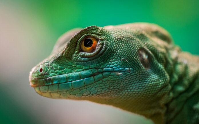 Reptile looking out