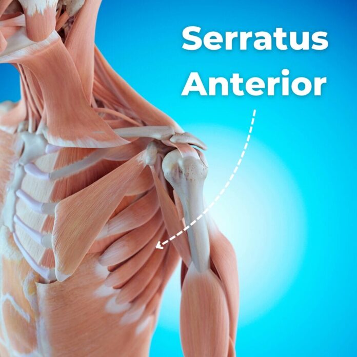 Serratus Anterior Exercises to Prevent Shoulder Pain